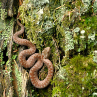 You Need To Hear This Newcastle Mans Encounter With A Snake 