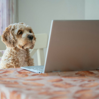 Its A Playstation for Dogs