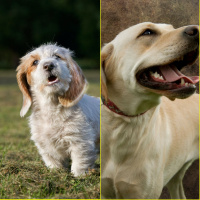 Do Dogs Actually Bark In Different Languages?