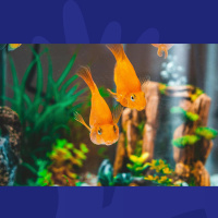 A Cat Called Rooney, A Dog Called The Gooch And A Fish Called Trapattoni: Irelands Best Pet Names 