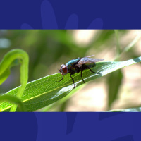 This Smart Hack Will Help You Get Rid Of Those Pesky Flies This Summer 