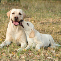 Whats The Story: How Dogs Nearly Ruined Neil Delameres Career