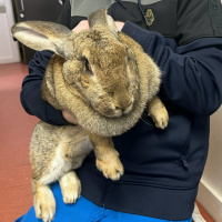 Can You Help Get This Giant Rabbit Home?