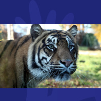 Anna Daly Reveals Which Irish Comedian Had A Very Close Encounter With A Tiger