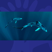 There Are HOW Many Sharks In Irish Waters?