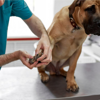 Behind The Scenes Of Ireland’s Busiest Animal Shelter