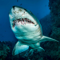 What Bites Humans More Than Sharks?
