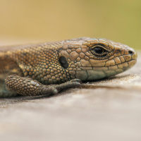 Did You Know There Are Lizards In Ireland?