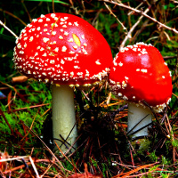 Psilocybin mushrooms  Mental Health