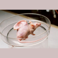 托雅口语加油站：你同意动物实验合法化吗？