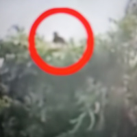 CFZ Holsworthy Extra 7ft Face Peeling Alien?