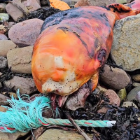 Experts baffled as mystery orange sea beast washes up on Scottish beach