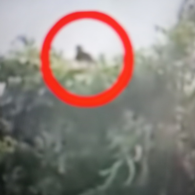 Holsworthy Mark Show