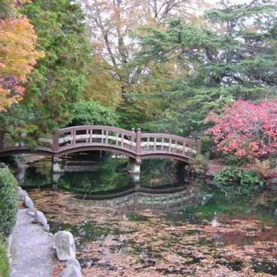 Kinoko Power -japón-