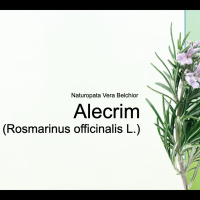 Ep.13 - Alecrim :: Benefícios, Usos e Contra-indicações