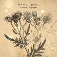 S4 Ep51: Loremen S4Ep51 - Guy of Warwick