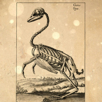 S4 Ep35: Loremen S4 Ep35 - Nick Mason - The Miracle of the Geese