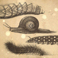 S4 Ep55: Loremen S4Ep55 - The Snail Telegraph (feat. Susies Dying)