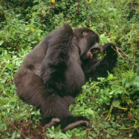 Sólo hablamos de historietas #226 Cómics per tutti