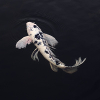 Perpetuum Mobile #169. Minimalismo - Episodio exclusivo para mecenas