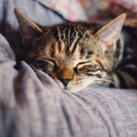 Perpetuum Mobile # 208. Una tarde de relax - Episodio exclusivo para mecenas