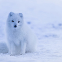 Perpetuum Mobile. Episodio 64. Se acerca el invierno - Episodio exclusivo para mecenas