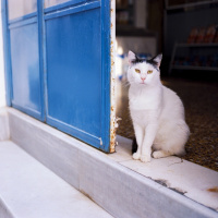 Perpetuum Mobile #241 Telescope - Episodio exclusivo para mecenas