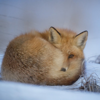 Perpetuum Mobile #193. Panorama - Episodio exclusivo para mecenas