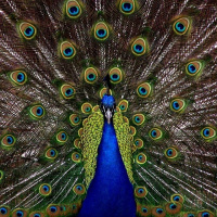 Perpetuum Mobile #263 He vuelto - Episodio exclusivo para mecenas