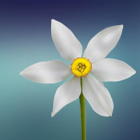 Perpetuum Mobile #249 Simplemente bello - Episodio exclusivo para mecenas