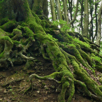 Perpetuum Mobile #109. Volver a las raíces - Episodio exclusivo para mecenas