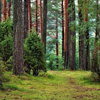 Perpetuum Mobile #223. Ambiente otoñal - Episodio exclusivo para mecenas