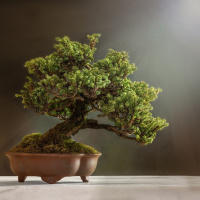 Perpetuum Mobile #204. Fortaleza delicada - Episodio exclusivo para mecenas