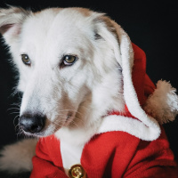 Perpetuum Mobile #275 Navidad - Episodio exclusivo para mecenas