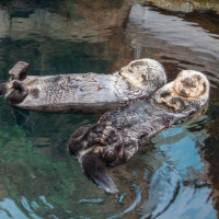 Perpetuum Mobile #251 Éxito inesperado - Episodio exclusivo para mecenas