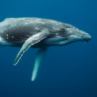 Spot para Perpetuum Mobile 9