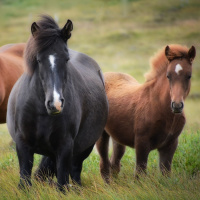 Perpetuum Mobile. Episodio 10. Buscando la belleza - Episodio exclusivo para mecenas