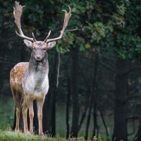 Perpetuum Mobile #197. Música con alma - Episodio exclusivo para mecenas