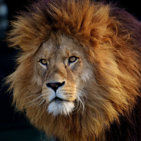 Perpetuum Mobile #102. Música mestiza - Episodio exclusivo para mecenas