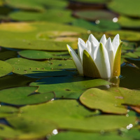 Perpetuum Mobile #166. Clásicos enlazados - Episodio exclusivo para mecenas