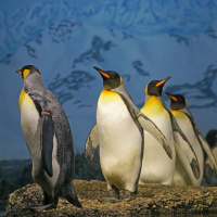 Perpetuum Mobile. Episodio 65. 20 años sin Simon Jeffes, fundador de la Penguin Cafe Orchestra - Episodio exclusivo para mecenas