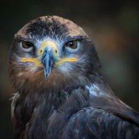 Perpetuum Mobile. Episodio 68. La alquimia del sonido - Episodio exclusivo para mecenas