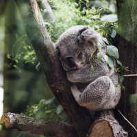 Perpetuum Mobile #265 Dormir, tal vez soñar - Episodio exclusivo para mecenas