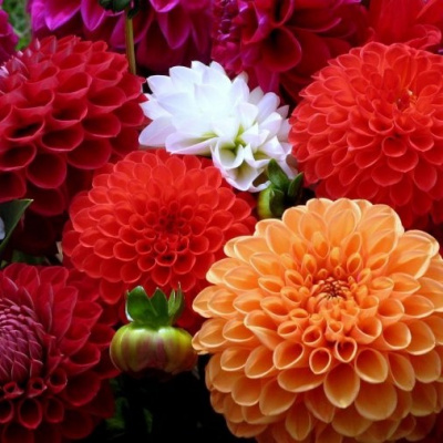 Projeto Promontório