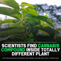 Scientists Discovered CBD Where? 