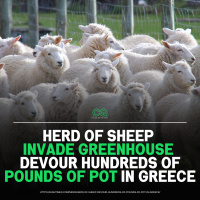 Sheep Invade Greenhouse! 