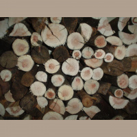 Is wood the building material of the future?