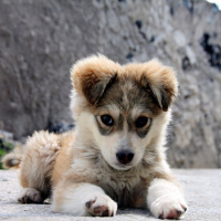 Can you clone your dog?