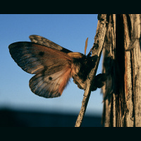 What‘s a pandora moth?