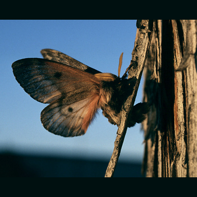 Lets Get Mental By Dustin Driver